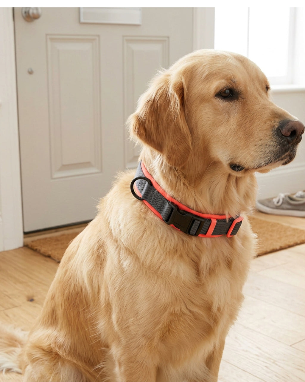 Zenl Padded Neoprene Dog Collar 2.5 cm Neck 40-55 cm Charcoal and Coral - Lifestyle view